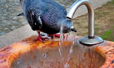 پناه آوردن کبوتر به یک مرد