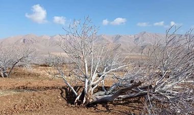 خسارت 11 میلیاردی به محصول انجیر در استهبان