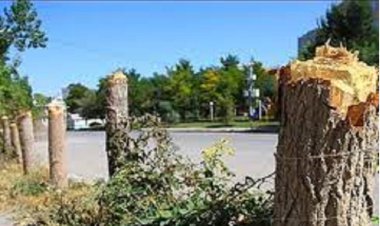 ماجرای قطع درختان در قشم چیست؟