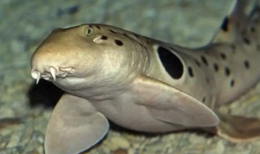 کشف بی‌سابقه؛ کوسه‌ای که روی زمین راه می‌رود!