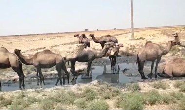 پناه بردن شترهای هویزه از بی آبی به لجن‌ها!