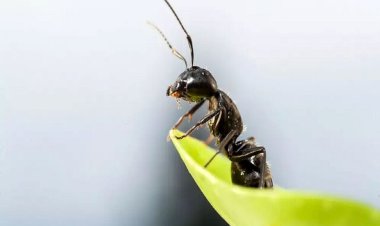 مورچه ها جایگزین آفت کش‌ها می‌شوند