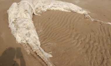 لاشه یک گونه پستاندار دریایی در ساحل گناوه پیدا شد