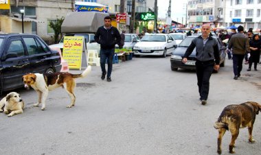 جمع‌آوری سگ‌های بلاصاحب اهواز به کجا رسید؟