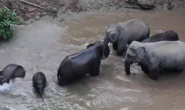 آب تنی فیل‌ها برای فرار از گرما