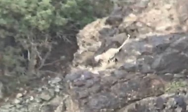 مشاهده یک گونه پلنگ نادر    