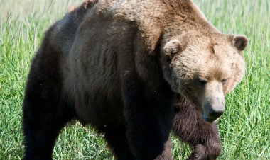 ببینید |حمله خرس قهوه‌ای به مردی در اردبیل