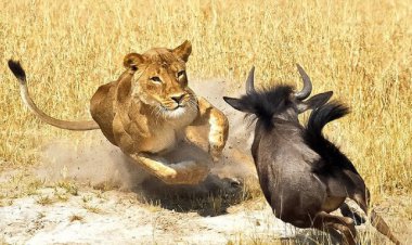 ببینید| لحظه شگفت‌انگیز فرار گوزن از دست یک گله شیر