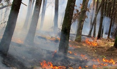 اعزام ۱۶٠ نیرو به جنگل های خامین گچساران/ آتش سوزی گسترده تر شد