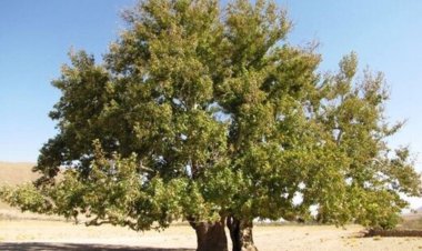 اقدام عجیب یک چوپان؛ لخت کردن درخت بلوط برای بزها!