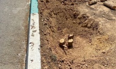 دلیل قطع درختان پشت باغ جنت شیراز مشخص شد