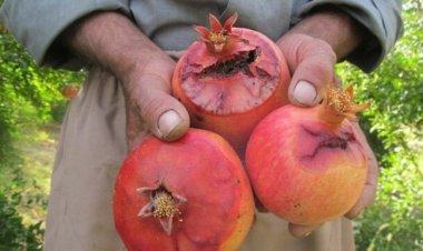 مگس مدیترانه‌ای در کمین انارستان‌های فارس