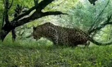 ثبت عبور یک پلنگ در جنگل‌های هیرکانی