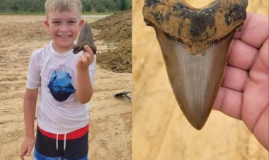 کشف یک فسیل باستانی توسط یک پسر بچه