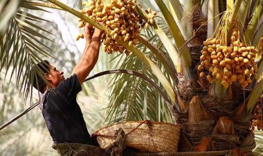 نزاع‌های خانوادگی باعث آتش‌سوزی نخیلات اروندکنار