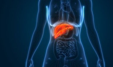 انقلاب در اهدای عضو با رشد کبد کمکی در بدن بیمار!    