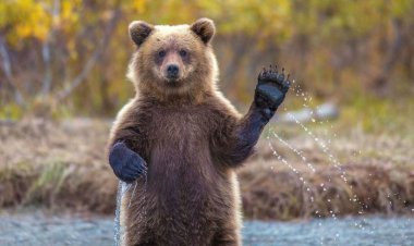 ببینید| خوش و بش جالب خرس با یک راننده