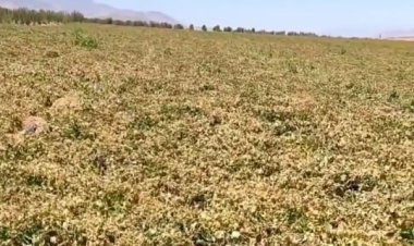 خسارت ۱۰ تا ۹۰ درصدی سرمازدگی به مزارع شمال فارس