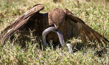 ببینید| عقاب یک مار را زنده زنده بلعید
