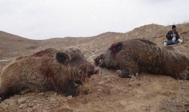 شیوع عجیب گرازخوری در برخی مناطق ایران