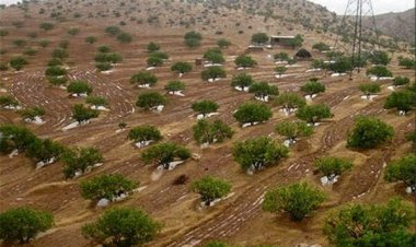کاشت ۲۴ هزار نهال در کانون‌های گردوغبار خوزستان