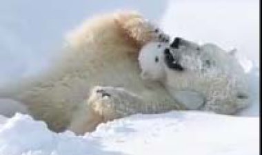 ببینید | لحظاتی تماشایی از بازی خرس قطبی با فرزندش