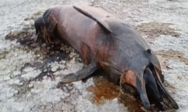 تصاویری  غم انگیز از مرگ دلفین غول پیکر در هندیجان