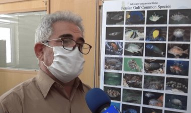 کاهش ۲۰ درصدی صید میگو در آب‌های بوشهر