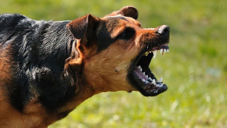 حمله سگ‌های خانگی به مامور اورژانس