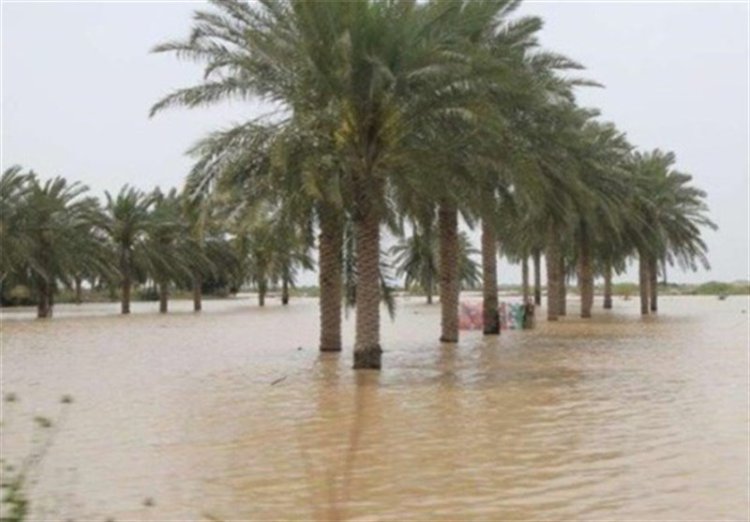 مونسون 100 میلیارد به بخش کشاورزی بوشهر خسارت زد