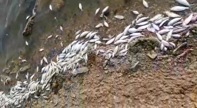 مرگ دسته‌جمعی هزاران ماهی در دریاچه نمک ماهشهر