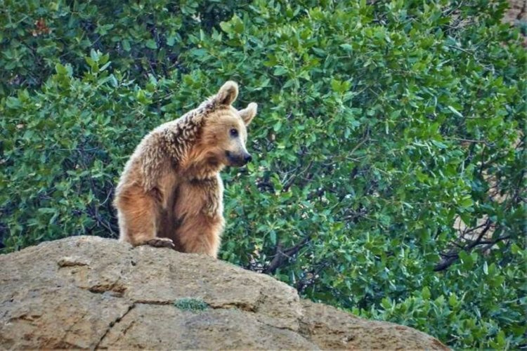 خرس به مرد ۴۵ ساله حمله کرد