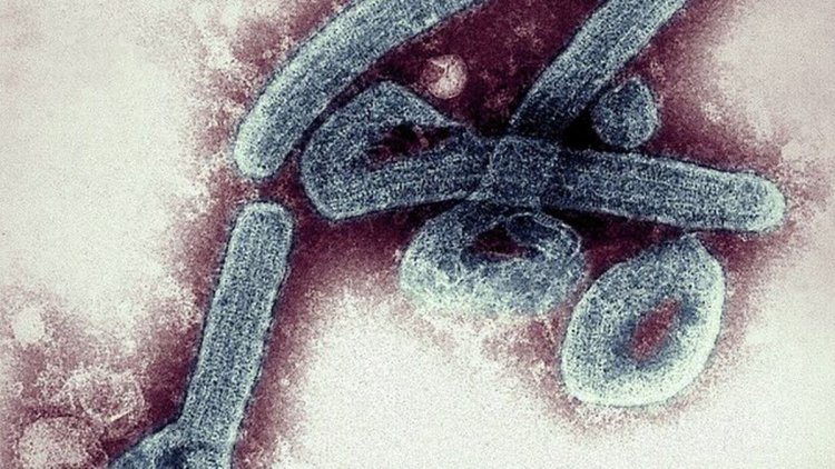 یک ویروس جدید از چین ظهور کرد