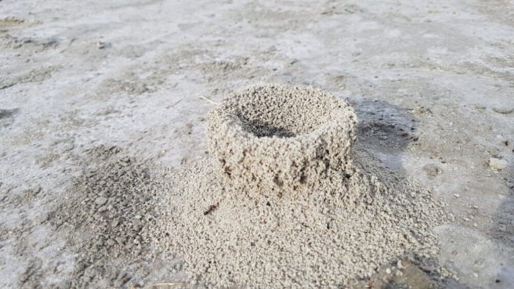 تصاویر شگفت انگیز پدیده لانه‌سازی عجیب مورچگان در دریاچه بختگان