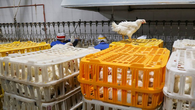 زیان ۱۵ هزار تومانی مرغداران در فروش هر کیلو مرغ