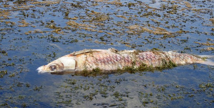 علت مرگ ماهیان دریاچه نمک بندر ماهشهر در هاله‌ای از ابهام