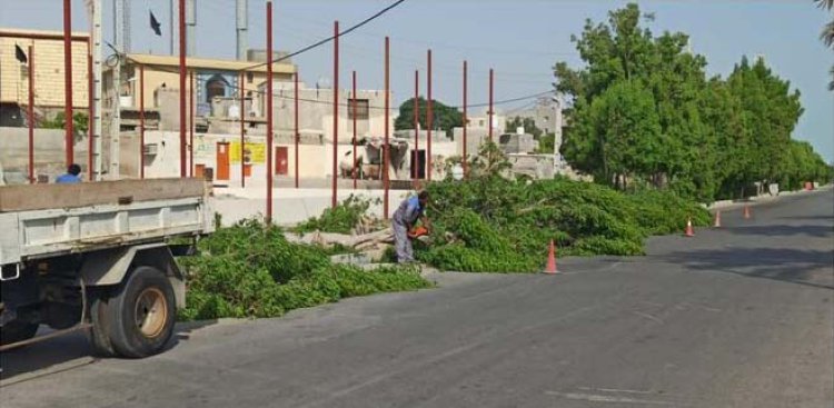 اطلاعیه شهرداری قشم در خصوص حذف درختان کنوکارپوس