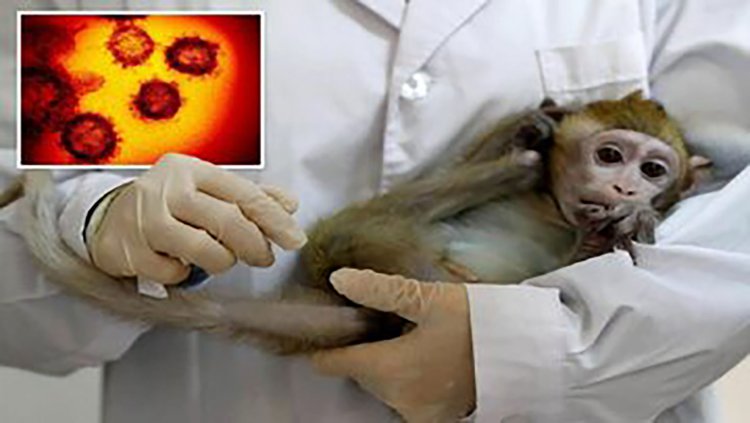 مشاهده اولین مبتلا به آبله میمونی کشور در اهواز
