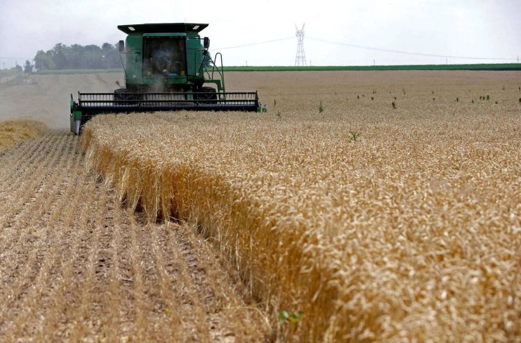 خشکسالی، ۸۰ درصد تولید گندم استان‌های جنوبی را خشکاند