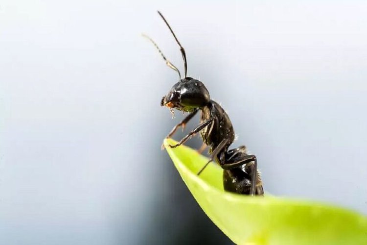 مورچه ها جایگزین آفت کش‌ها می‌شوند