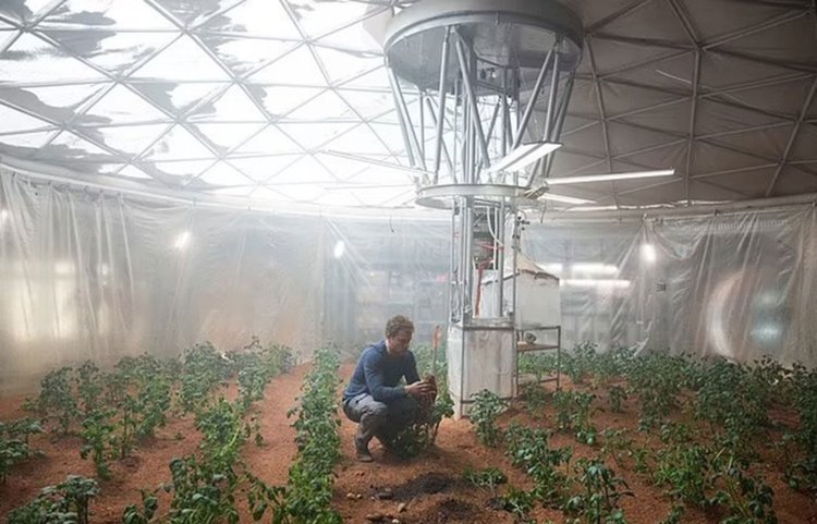 اولین گیاهی که می‌توانیم در مریخ بکاریم