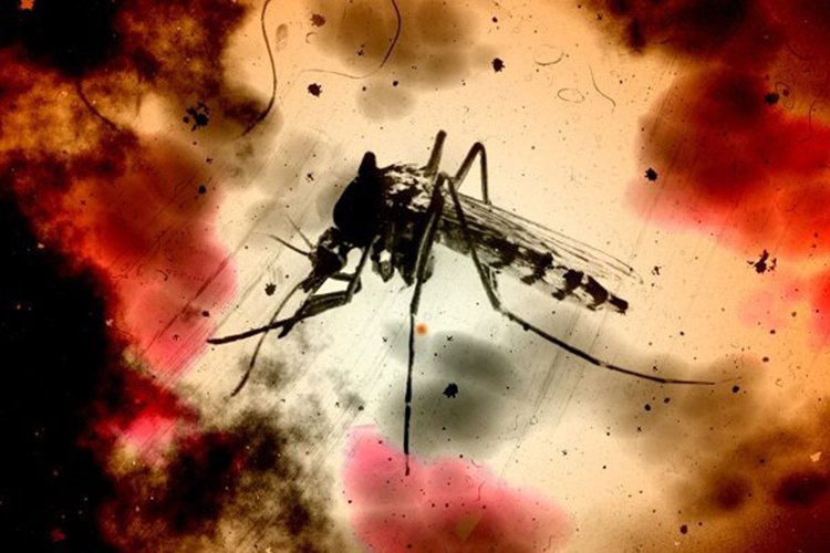 شناسایی یک‌ مورد ابتلا به مالاریا در تبعه خارجی جدیدالورود به قشم