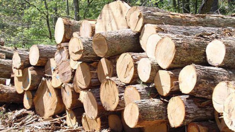 دستگیری قاچاقچی چوب جنگلی در شیراز