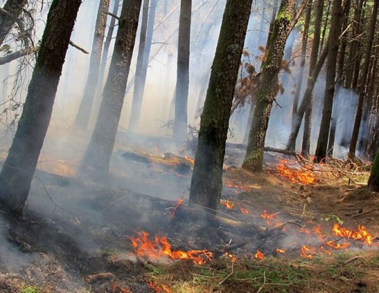 اعزام ۱۶٠ نیرو به جنگل های خامین گچساران/ آتش سوزی گسترده تر شد