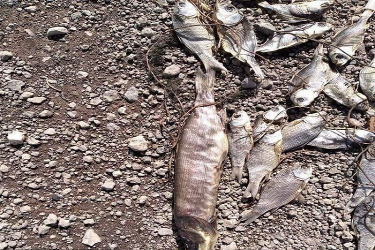 بررسی علت تلف شدن هزاران قطعه ماهی در دریاچه  بندر ماهشهر