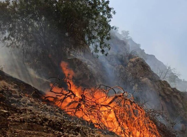 آتش در منطقه حفاظت شده کوه خامی مجددا شعله ور شد