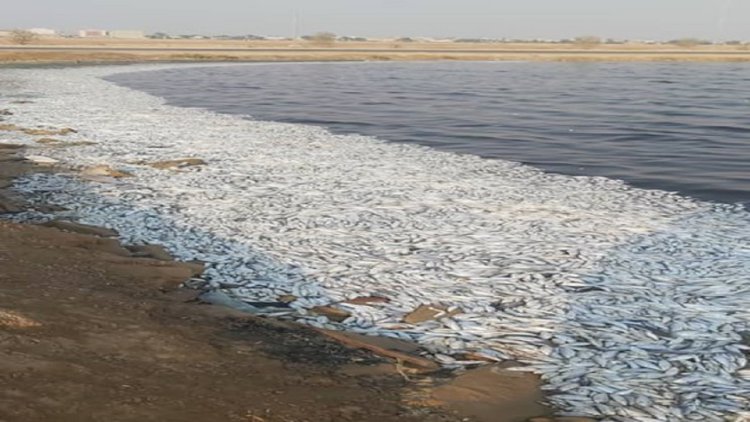 وجود آمونیوم نیترات عامل مرگ ماهیان در دریاچه نمک ماهشهر نیست