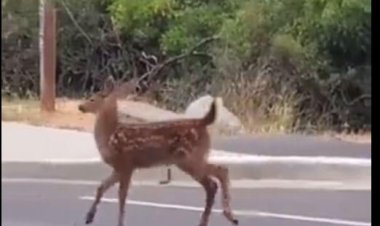 راه رفتن جالب بچه آهو را ببینید