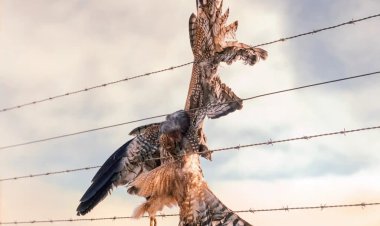 تصویری دلخراش از شاهین گیر کرده لای سیم خاردار