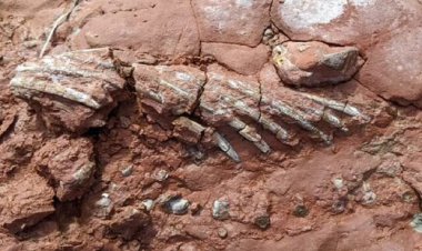 کشف فسیل جانوری ناشناخته قدیمی‌تر از دایناسورها!   